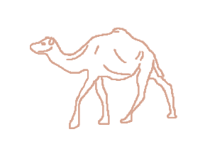 histoire Bébé chameau